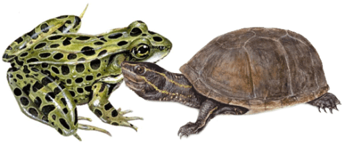 FrogTurtle