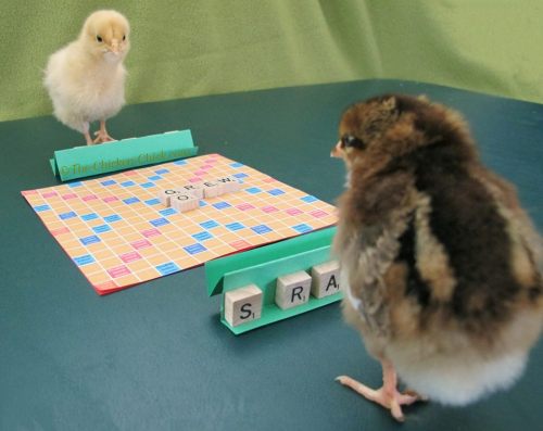 1377582_617788654930515_78141895_n